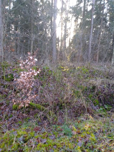 Radbruch Hohes Holz
