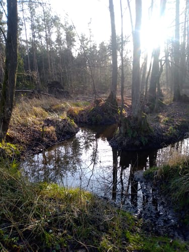 RTF Winsen - Durch Marsch und Heide  - 46er Strecke