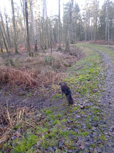 Radbruch Hohes Holz