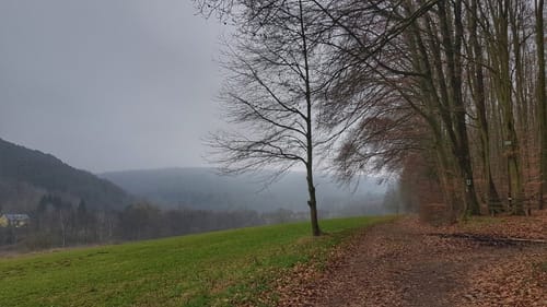 Rundwanderweg Bad König Rondell 4: Königskopf-Weg