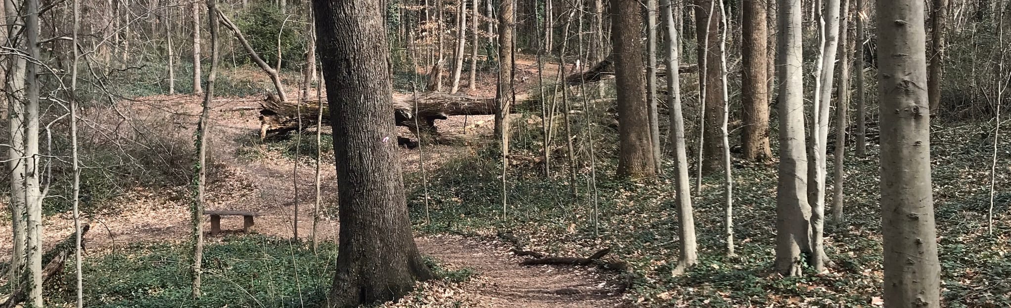 Briarlake Forest Park Trail 151 - EyJidWNrZXQiOiJhc3NldHMuYWxsdHJhaWxzLmNvbSIsImtleSI6InVwbG9hZHMvcGhvdG8vaW1hZ2UvMjUzMDU1MTQvZWRmMmI4NWFmOTVhNDhlNmUwYTMxMzA1YzgzOTY0OWEuanBnIiwiZWRpdHMiOnsidG9Gb3JtYXQiOiJqcGVnIiwicmVzaXplIjp7IndpZHRoIjoyMDQ0LCJoZWlnaHQiOjYyNCwiZml0IjoiY292ZXIifSwicm90YXRlIjpudWxsLCJqcGVnIjp7InRyZWxsaXNRdWFudGlzYXRpb24iOnRydWUsIm92ZXJzaG9vdERlcmluZ2luZyI6dHJ1ZSwib3B0aW1pc2VTY2FucyI6dHJ1ZSwicXVhbnRpc2F0aW9uVGFibGUiOjN9fX0=