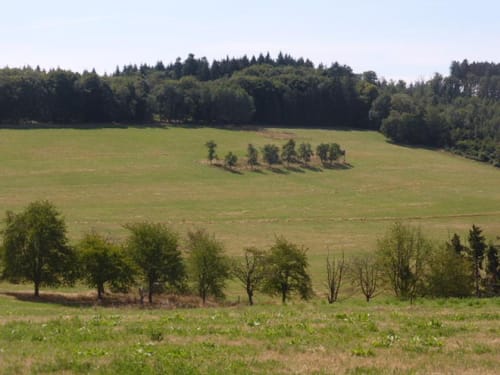 Borjer Ortsbachpädche (Moselsteig Seitensprung)