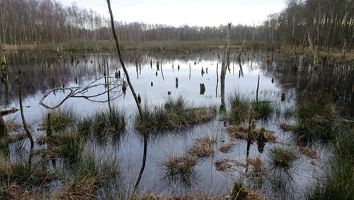 Nienwohlder Moor ab Nienwohld