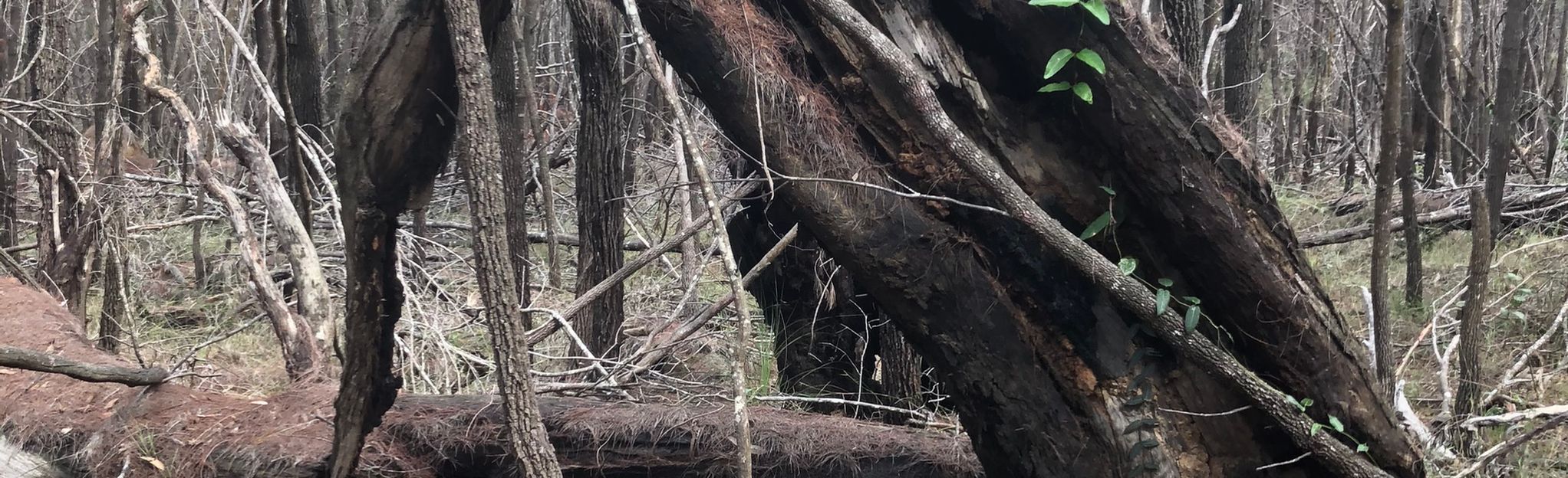 Puck Road, Sorceress, Whispering Woods and Mudlark Track - Queensland ...