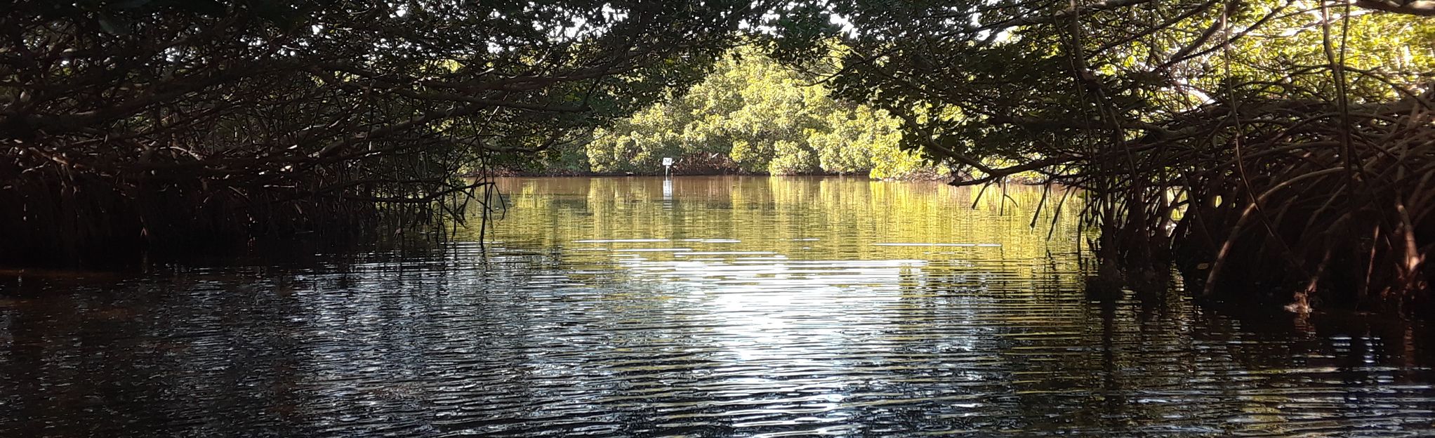 Weedon Island Preserve South Paddling Route, Florida - 143 Reviews, Map ...