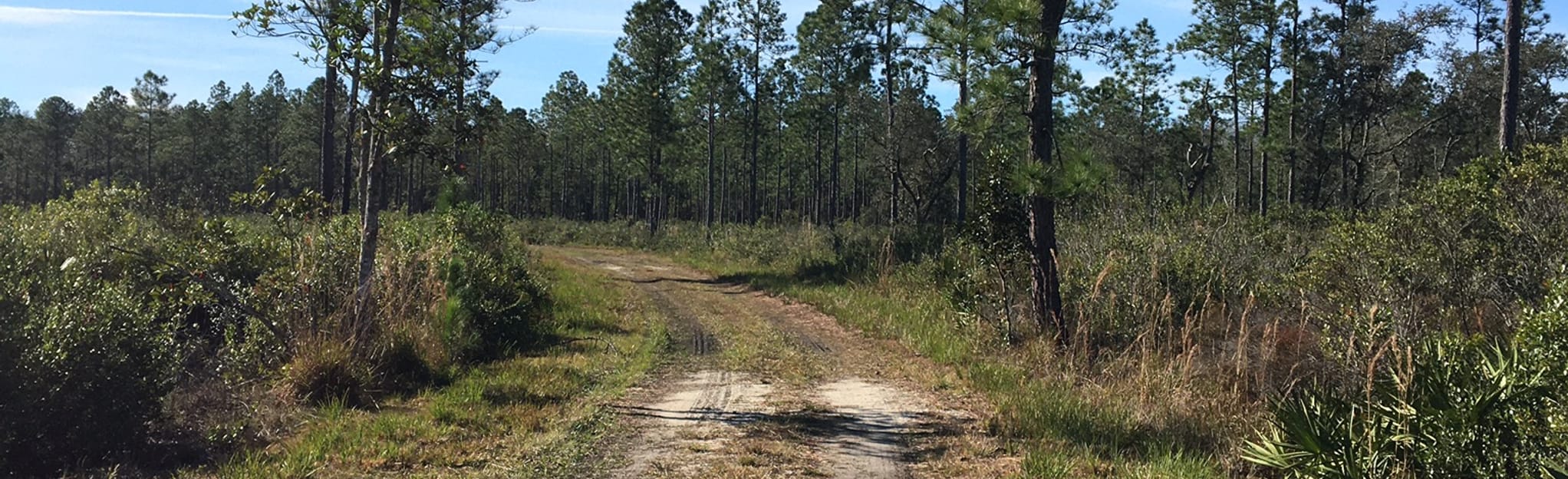 Huckleberry Island Trail, Florida - 116 Reviews, Map | AllTrails