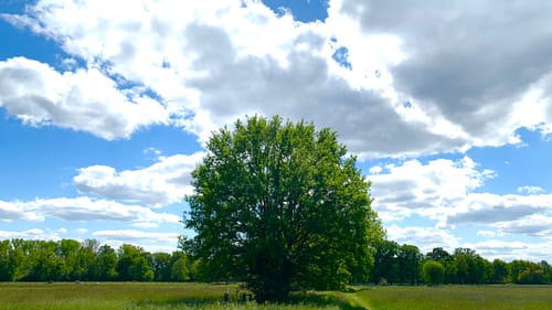 Kiwittsheider Rundweg