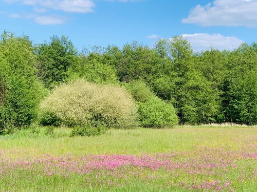 Kiwittsheider Rundweg