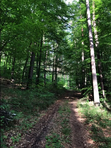 Unterer Tal-Weg (Rundwanderweg Gönz 2)