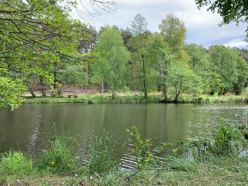 Lesefährte Waldweisen
