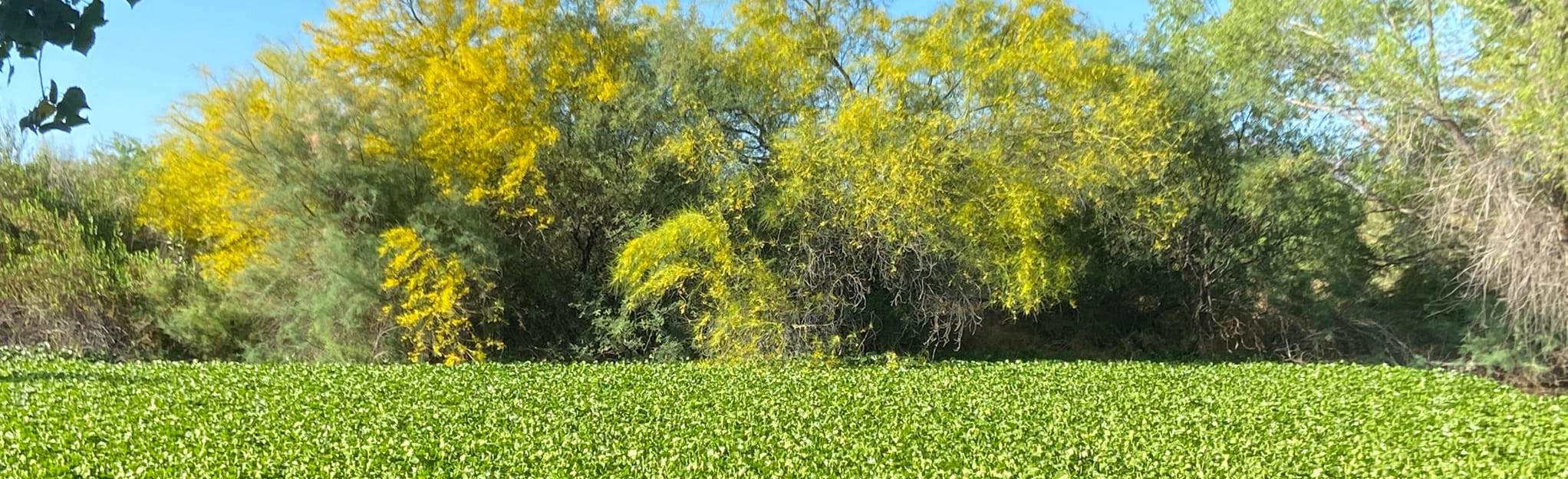 Tolleson Wetlands Loop, Arizona 410 Reviews, Map AllTrails