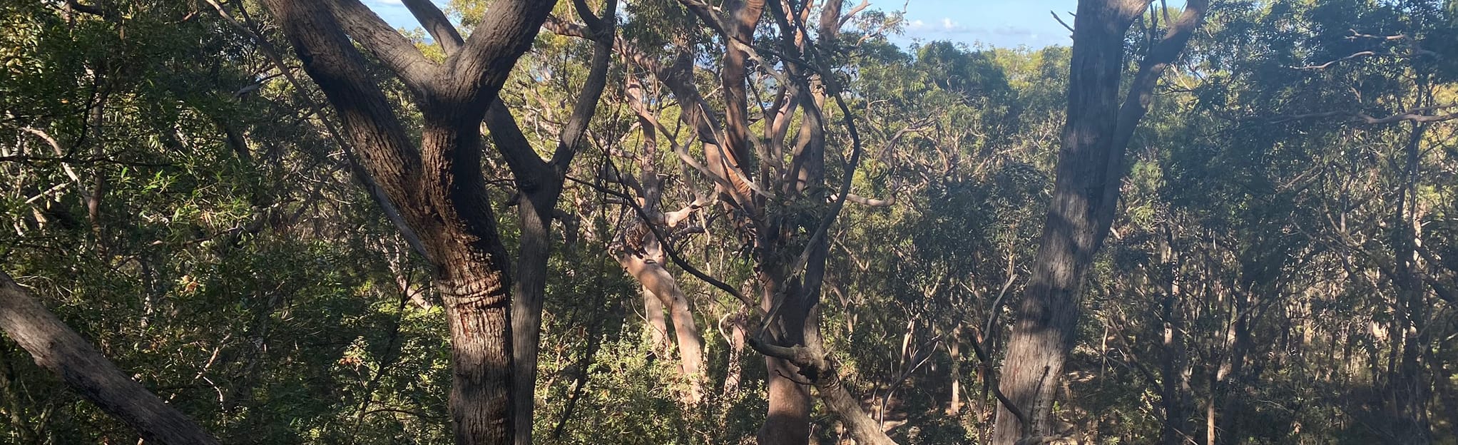 Point Clare to Kariong via Hieroglyphs 64 Reviews, Map New South