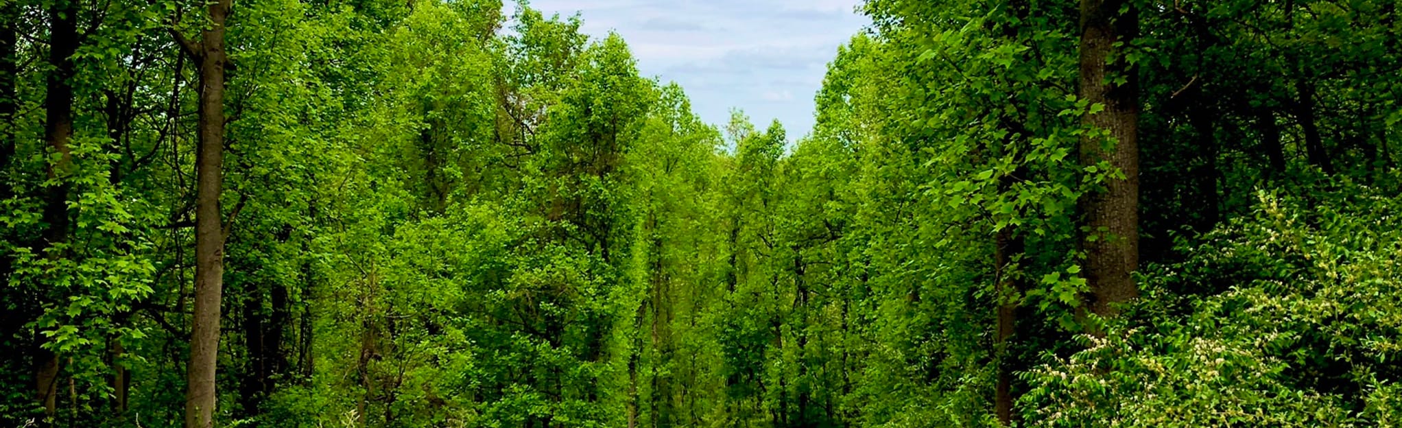 Ridley Creek White, Yellow, and Blue Loop, Pennsylvania 822 Reviews