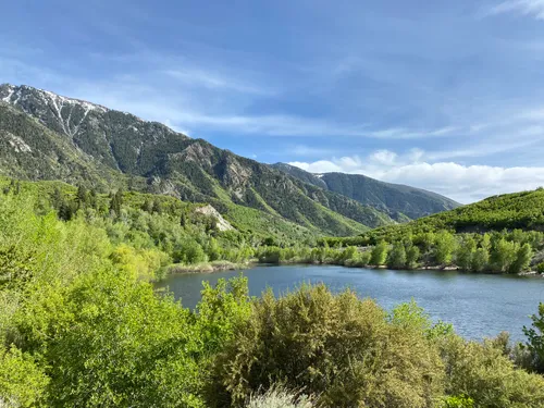 se permiten perros en el bosque nacional uinta wasatch cache