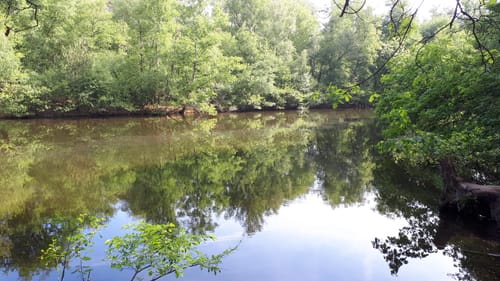Laufstrecke Hildener Stadtwald: Reh