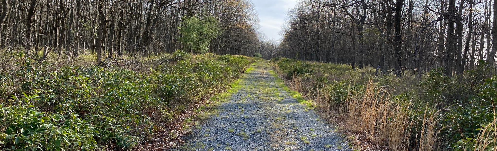 Broad Mountain, Pennsylvania 88 Reviews, Map AllTrails