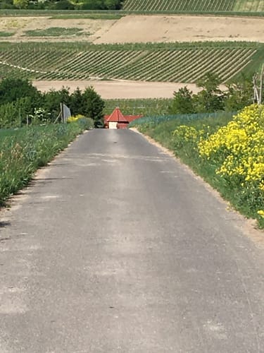Gau-Algesheim: Dreibächeweg