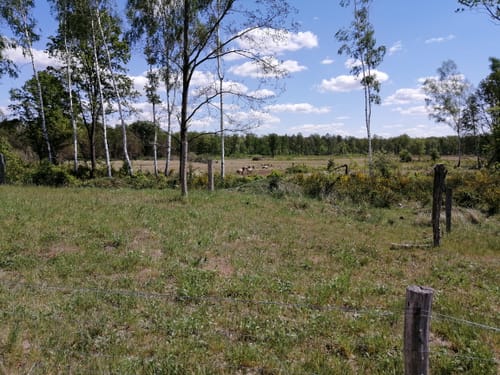 Döberitzer Heide Rundweg