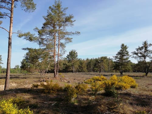 Tennenloher Forst - Kreuzeiche - Kugelfangwall Rundweg