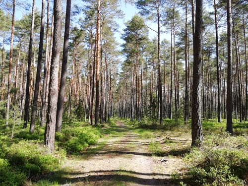 Tennenloher Forst - Kreuzeiche - Kugelfangwall Rundweg
