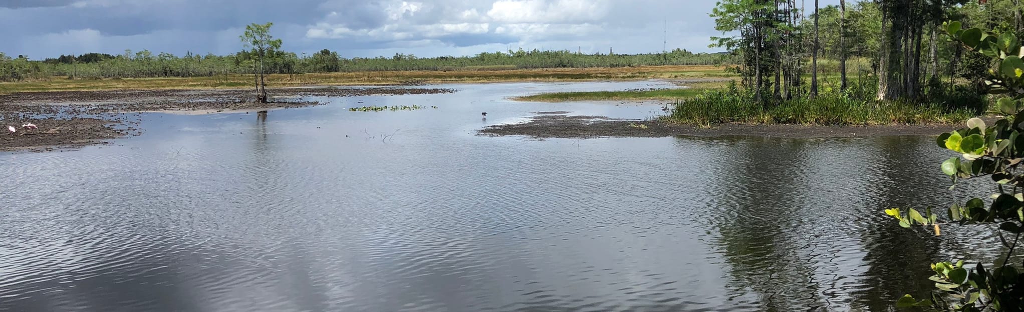 Grassy Waters Preserve Owahee Trail 352 fotos Flórida AllTrails