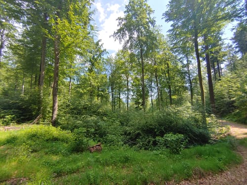 Zur Herrentischhütte