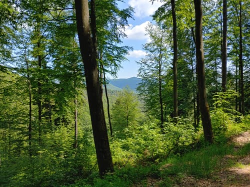 Zur Herrentischhütte