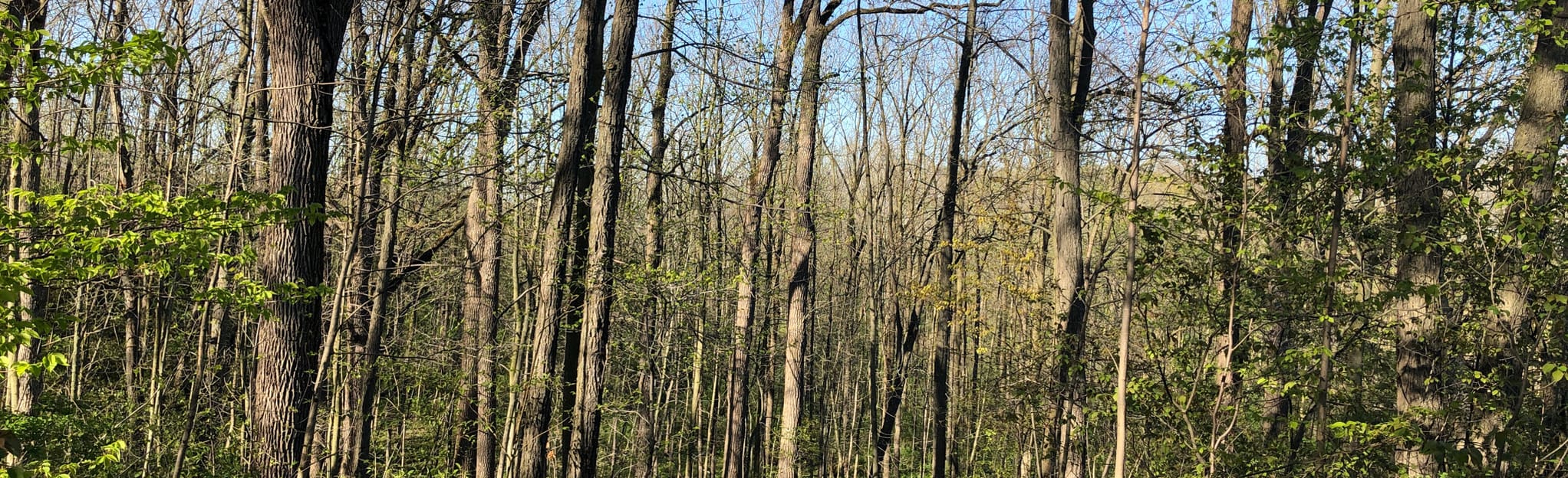Franklin Grobb Forest Loop, Ontario, Canada - 39 Reviews, Map | AllTrails