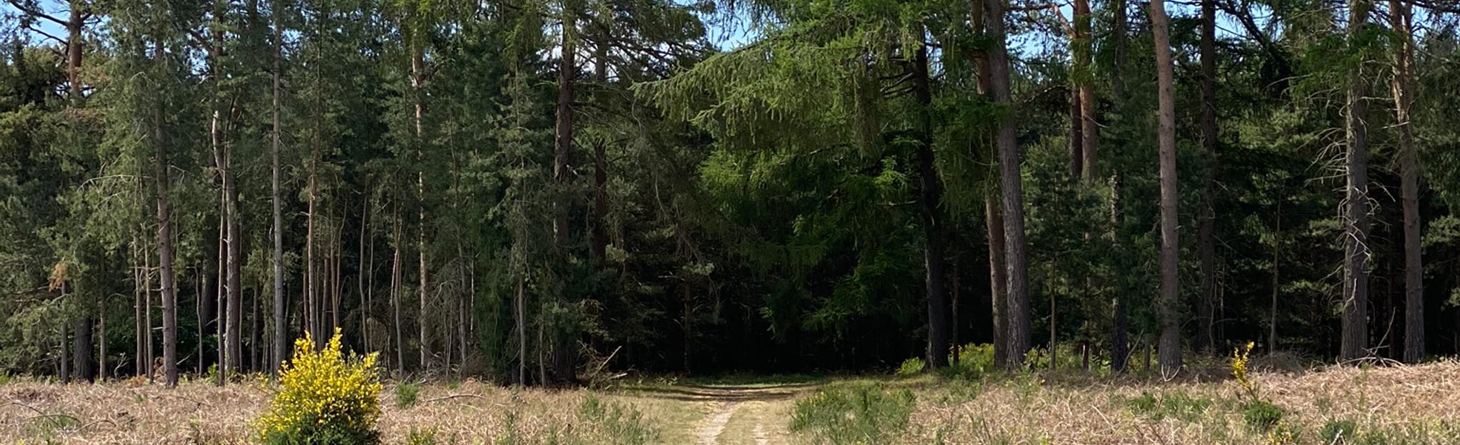 Thetford Forest Black and Red Loops 39 foto's Suffolk, Engeland