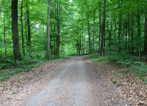 Bad Mingolsheim, Brettwald, Odenheim, und Pfannwald Rundweg