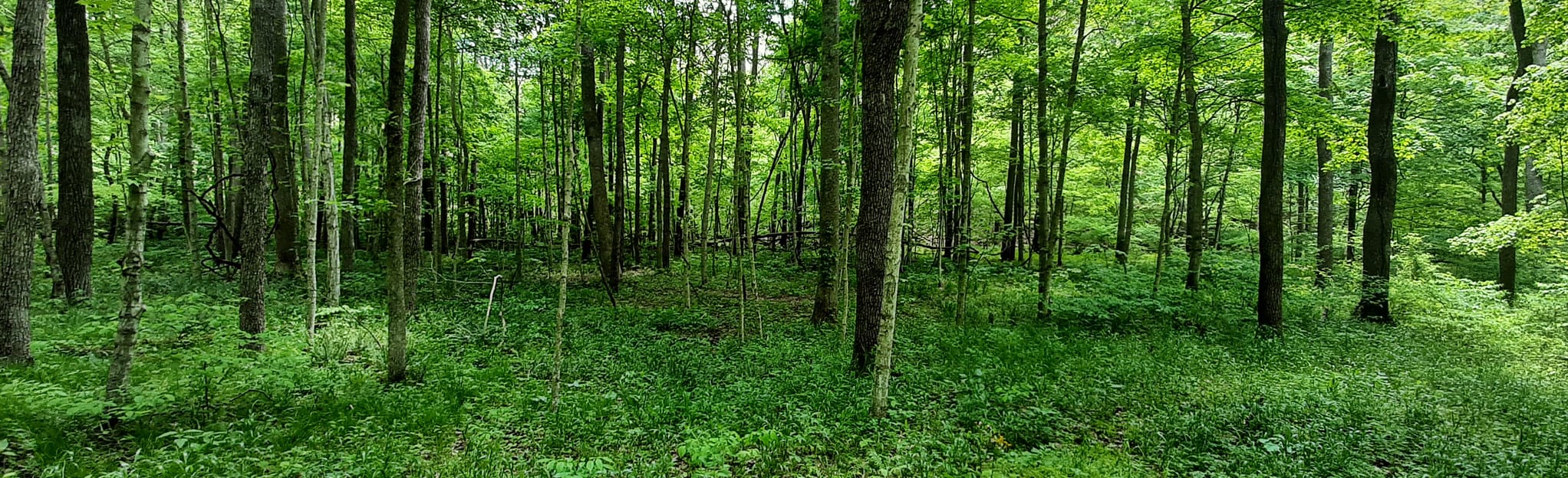 Hickory Ridge Trail 2 Loop, Indiana - 48 Reviews, Map | AllTrails