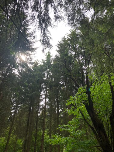 Kirchspiels Tälertour (Moselsteig Seitensprung)