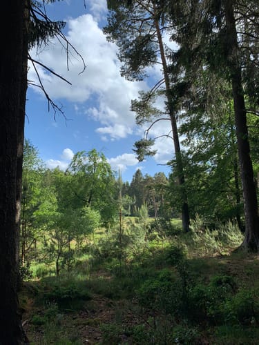 Kleine Waldrunde am Schlangenberg