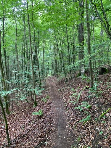 Bad Soden nach Schlierbach