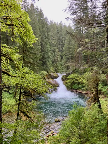 10 Best Camping Trails in Gifford Pinchot National Forest | AllTrails