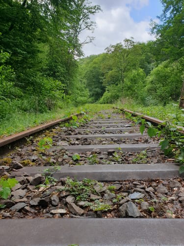 Saynsteig (Traumpfad)