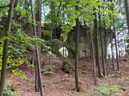 Zauberwald-Orchideen-Weg