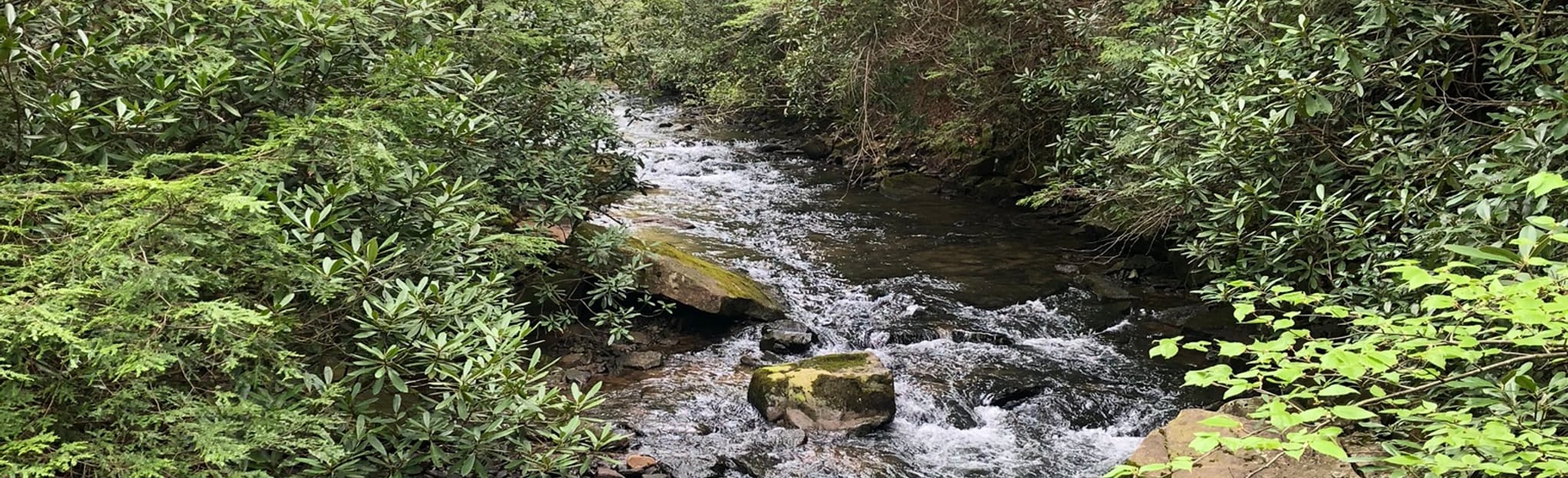 Quebec Run Outer Loop, Pennsylvania 307 Reviews, Map AllTrails