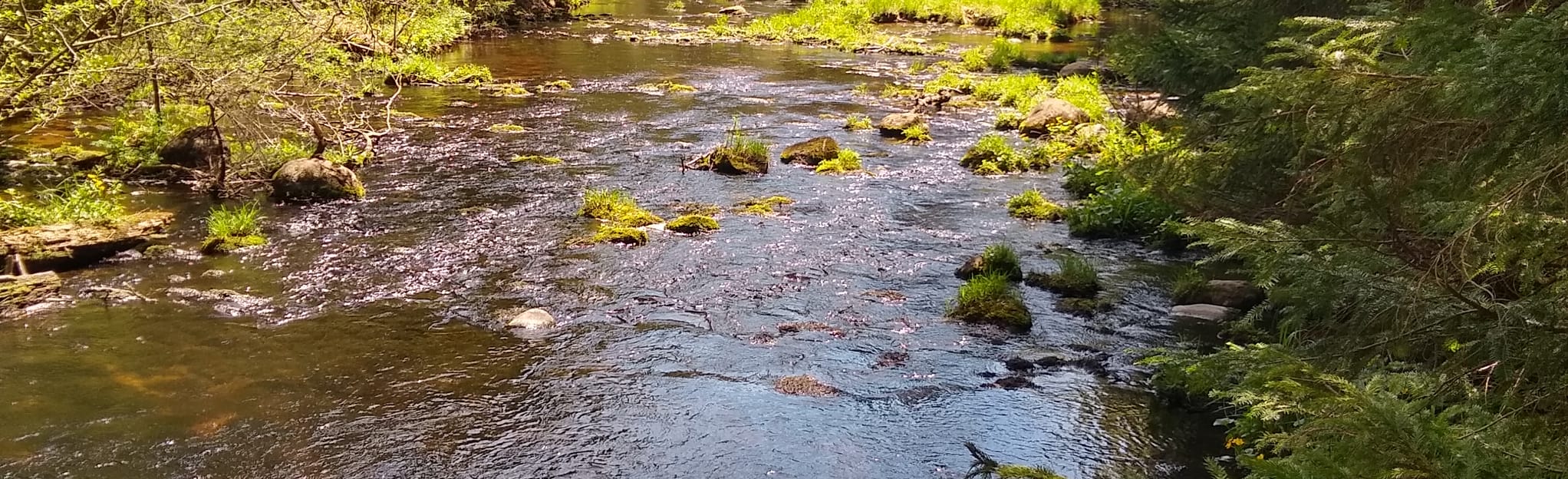 Brandy Brook Trail 70 Reviews, Map New York AllTrails