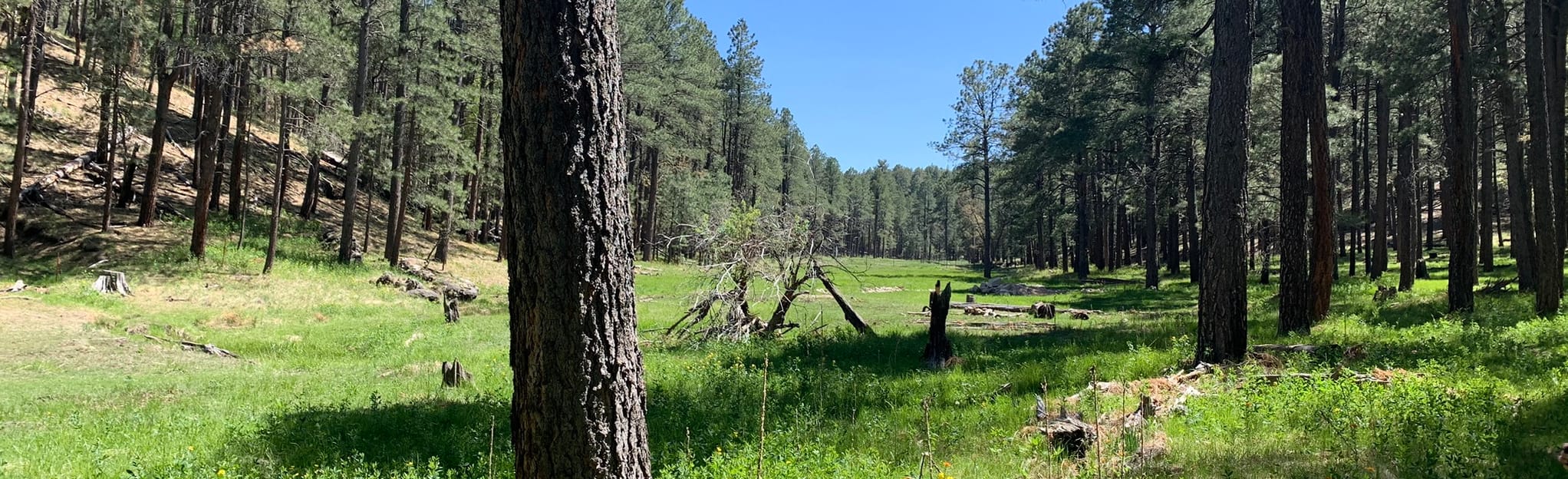 Fred Haught Trail, Houston Brothers Trail, Forest Road 300 562 foto's