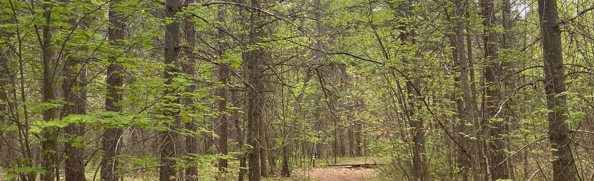 Pine Barrens Preserve Trail Loop, New York 36 Reviews, Map AllTrails