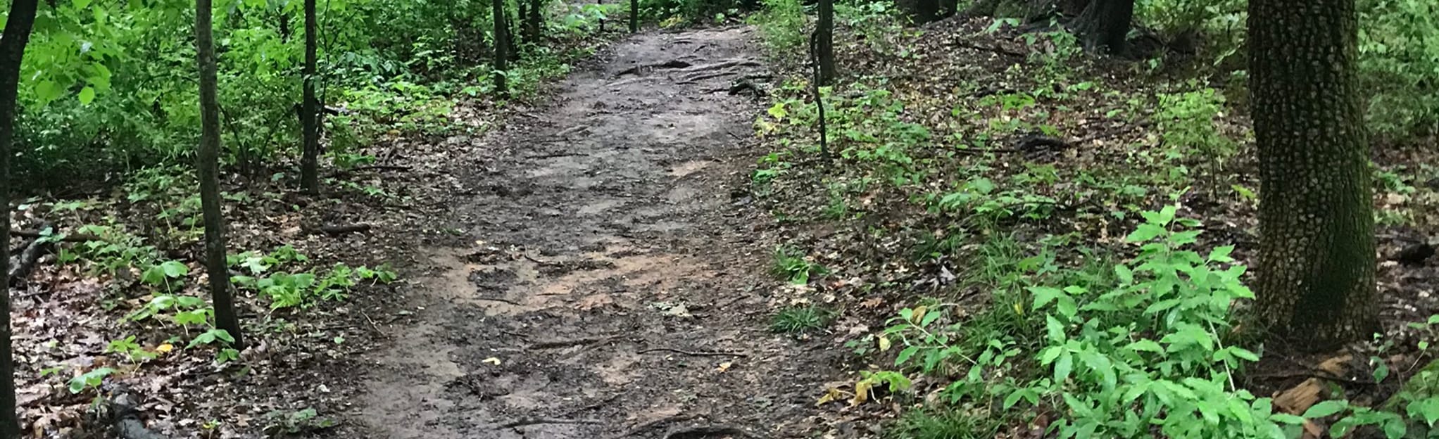 Evergreen Trail, North Carolina 150 Reviews, Map AllTrails