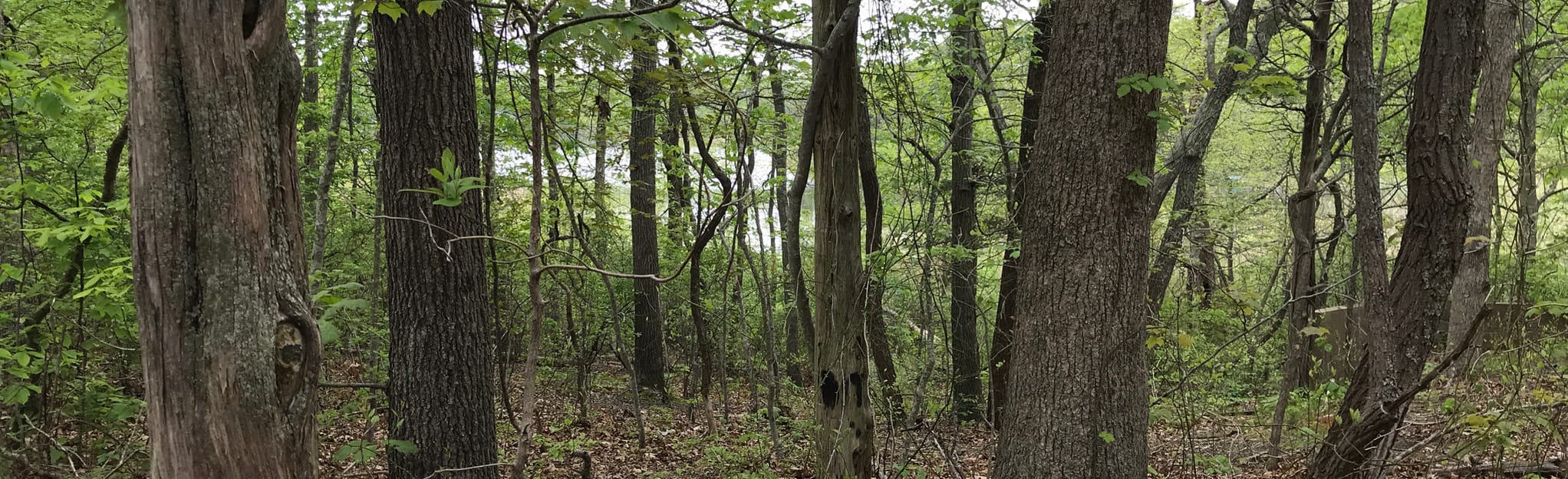 Laurel Lake Trail, New York 217 Reviews, Map AllTrails