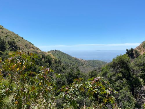 are dogs allowed in los padres national forest