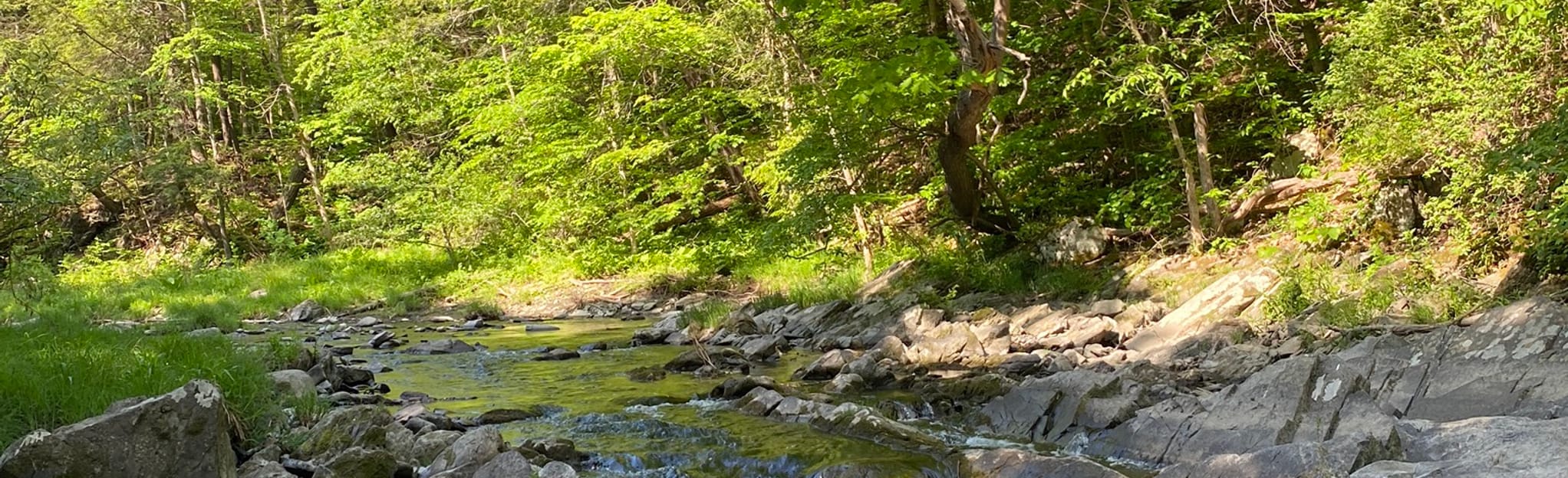 Paper Mill Trail 213 Photos État de New York Randonnée AllTrails