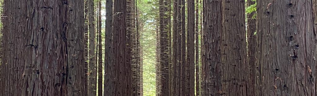 are dogs allowed in redwood forest warburton