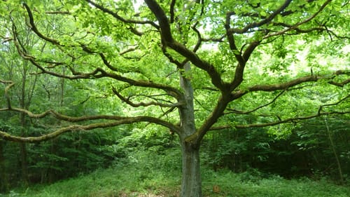 Großer Gleichberg und Kleiner Gleichberg