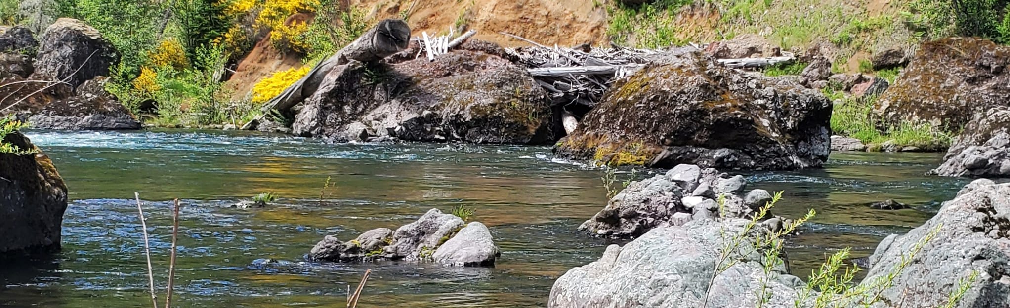 Alder Flat Trail, Oregon 67 Reviews, Map AllTrails