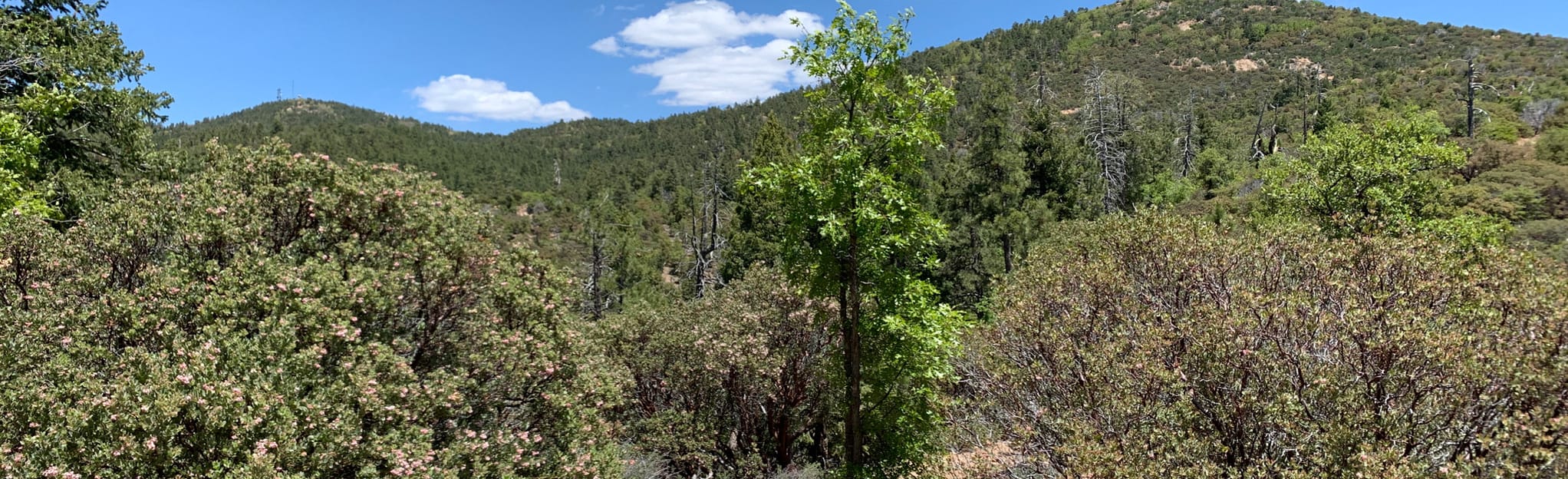 Yankee Doodle Trail 11 Reviews, Map Arizona AllTrails