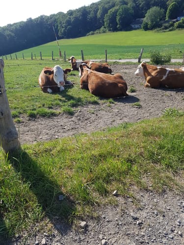 Kürten Biesfeld Rundweg